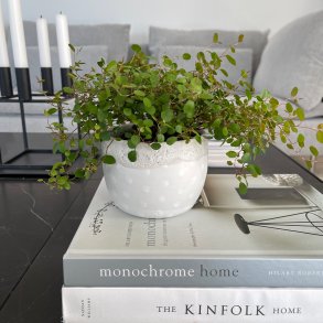 Blomster og l&oslash;gpotte