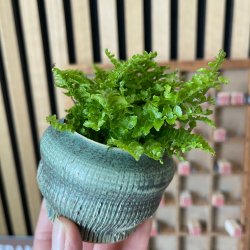 Gr�n krukke med m�nster