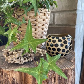 Finurlig mini krukke