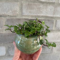 Krukke i gr�nne nuancer