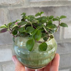 Krukke i gr�nne nuancer